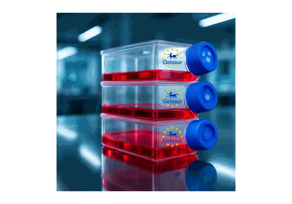 Primary NDF Cell, Rabbit